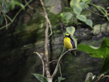 bir siyah ve sarı egzotik kuş