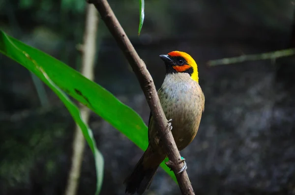 Ένα υπέροχο και εξωτικό πουλί οικογένεια Tangara — Φωτογραφία Αρχείου