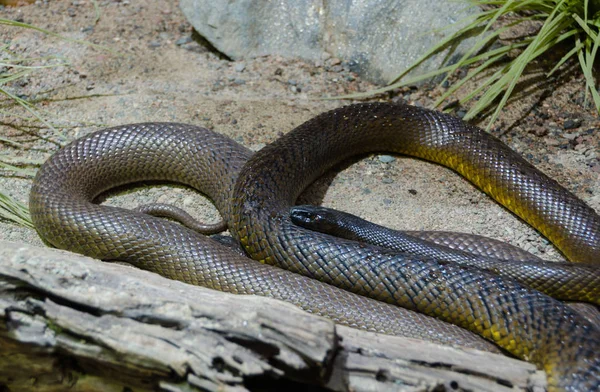 Un braun y una serpiente muy venenosa — Foto de Stock