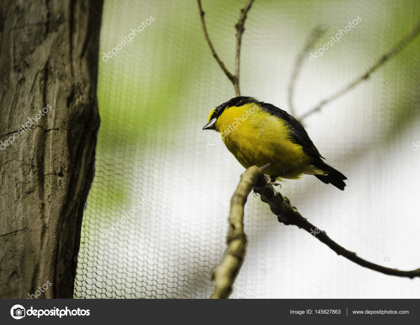 Un Oiseau Exotique Noir Et Jaune Photographie Gurkburk