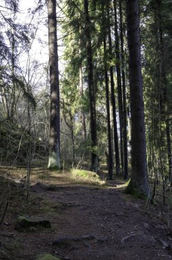 Güneş ağaçlar arasında parlıyor