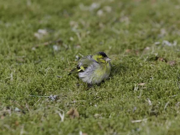 L'oiseau est assis sur les graas — Photo