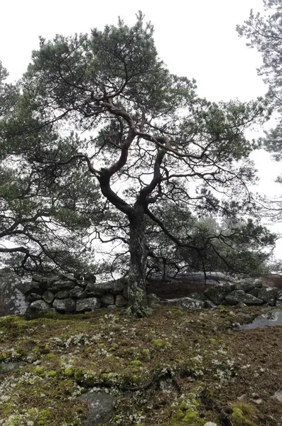 Ein einsamer Baum mit vielen krummen Ästen — Stockfoto