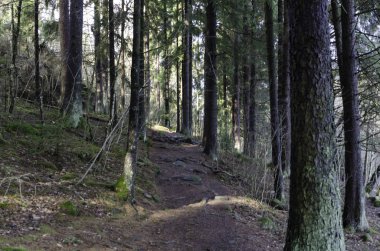 Güneş ağaçlar arasında parlıyor