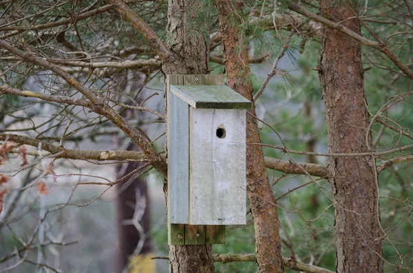 木の中の1羽の鳥小屋 — ストック写真