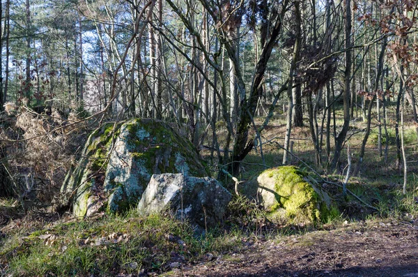 Ein Wald mit zwei großen Steinen — Stockfoto
