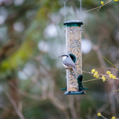 Bir vahşi sıvacı kuşu oturup 3: 