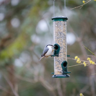 Bir vahşi sıvacı kuşu oturup yemek