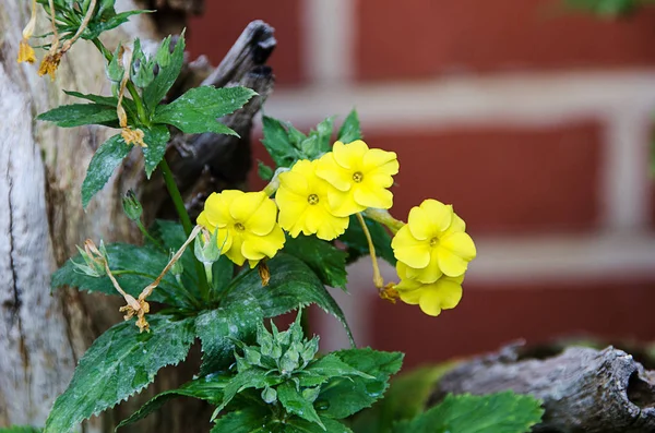 Primula verticillata beutiful white flower — Stock Photo, Image