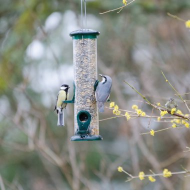 bir büyük baştankara bir bir nutchat yiyor