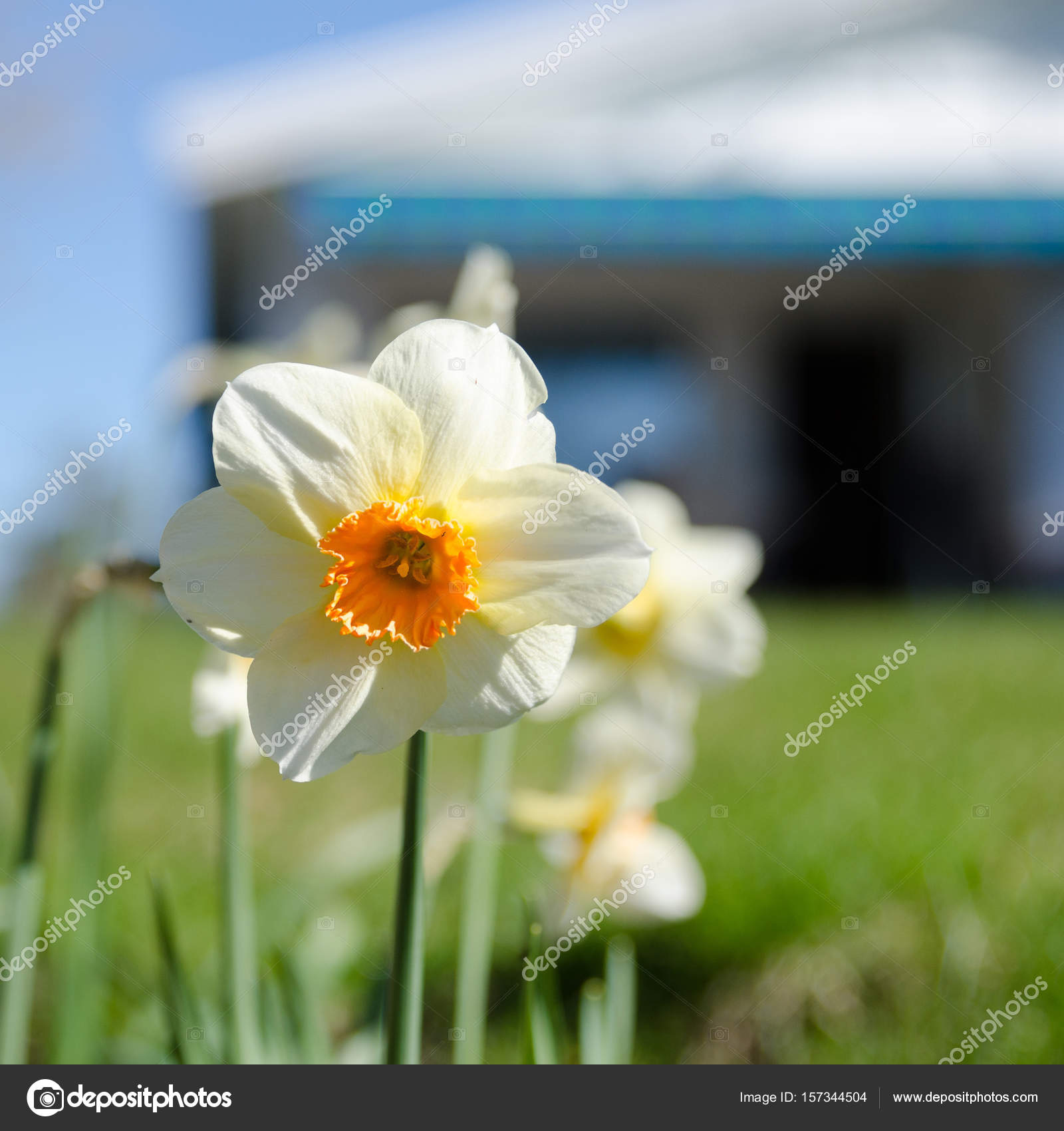 One White And Orange Beutiful Flower Stock Photo