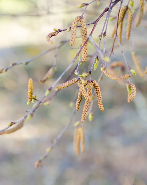 春天一只充满花粉的桦树 — 图库照片