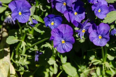 çok güzel aile viola çiçek