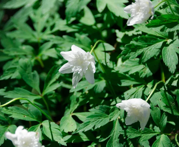 Una plantación con muchas anémonas blancas encantadoras — Foto de Stock