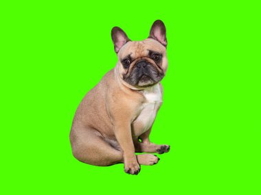 Krom anahtar yeşil ekranda oturan sevimli Fransız bulldog köpeği.