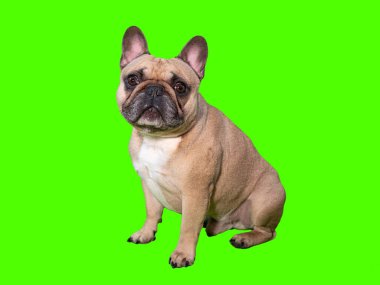 Krom anahtar yeşil ekranda kameraya bakan sevimli Fransız bulldog köpeği.