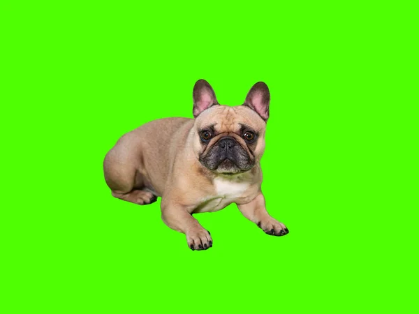 Krom Anahtar Yeşil Ekranda Uzanan Sevimli Fransız Bulldog Köpeği — Stok fotoğraf