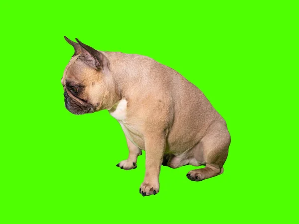 Bonito Francês Bulldog Cão Croma Chave Verde Tela Lateral Perfil — Fotografia de Stock