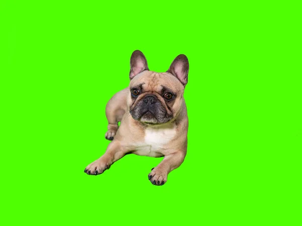 Leuke Franse Bulldog Hond Chroma Key Groen Scherm Leggen — Stockfoto