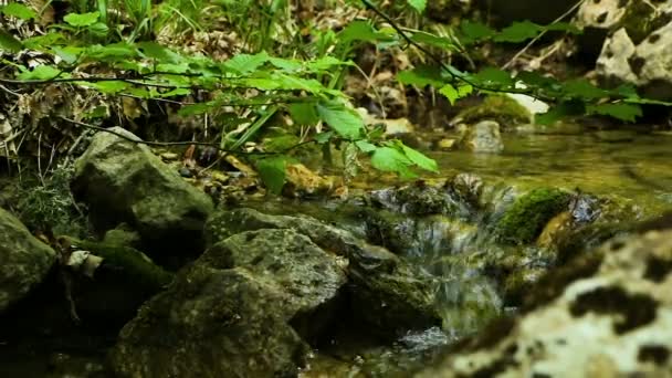 Лесной природный ручей — стоковое видео