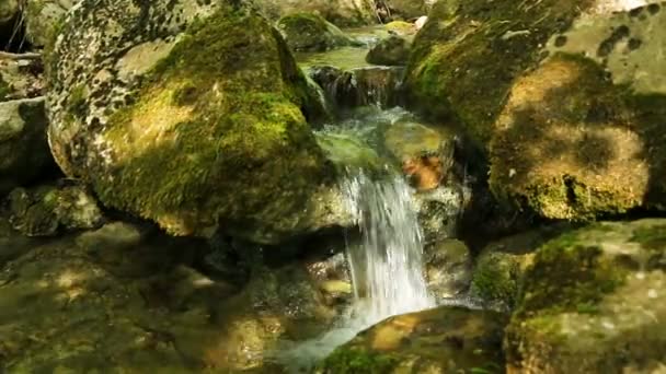 Wald natürlichen Bach Hintergrund — Stockvideo