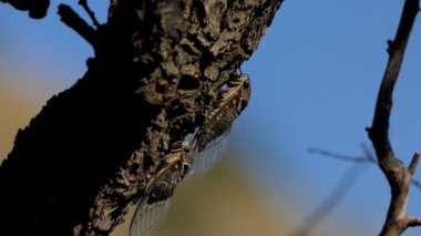 Ağustosböceği bir ağaç gövde üzerinde oturur. Çekim makro modunda yapıldı. Arka plan bulanık.