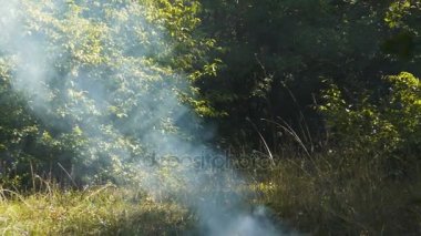 Açık gri duman orman yangında üzerinden hayran kalacaksınız. Duman yavaş yavaş yukarı çimen arka plan karşı yükselir..