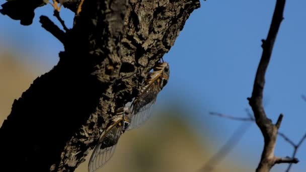蝉坐在树的树干上 枪击是在宏观模式下完成的 背景模糊 — 图库视频影像