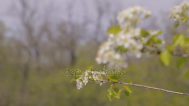 Prímula Primavera Ramo Árvore Foco Move Lentamente Uma Flor Para — Vídeo de Stock