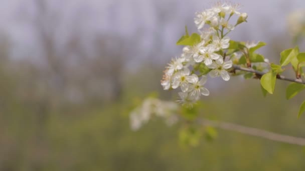 背景をぼかした写真に白いサクラソウと分岐します 春の暖かい背景 一つの花から別に焦点を当ててください — ストック動画