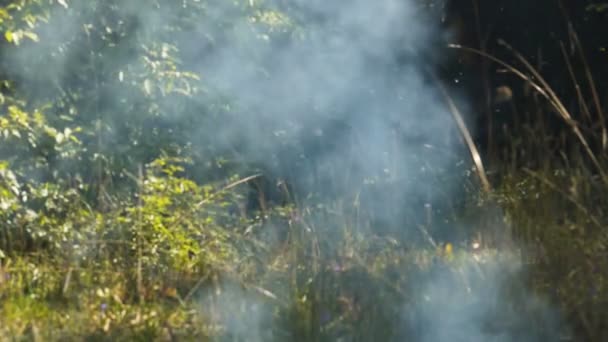 森林の火災から光灰色の煙は生まれない 煙がゆっくりと草の背景上に上昇します — ストック動画