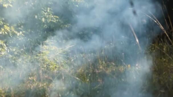 Humo Gris Claro Emana Del Fuego Bosque Humo Sube Lentamente — Vídeos de Stock