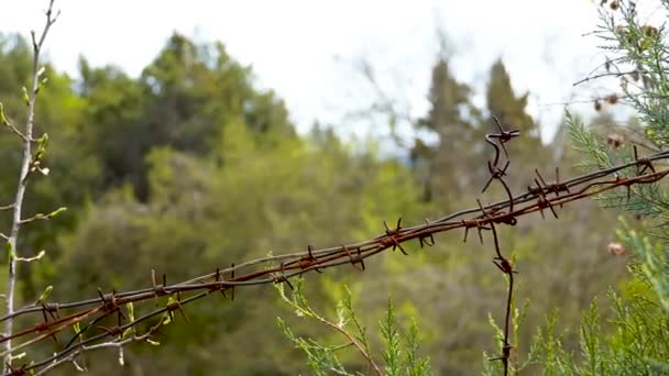 Stacheldraht im Wald — Stockvideo