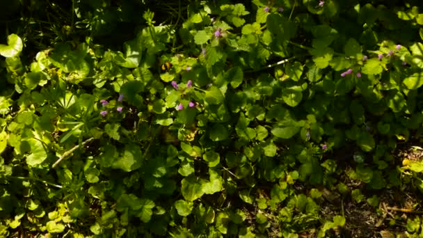 bourdon sur une fleur