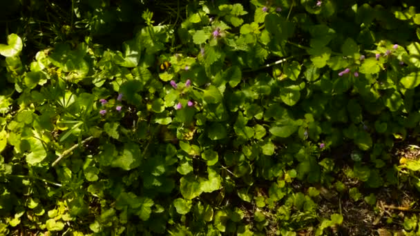 Bumblebee on a flower — Stock Video