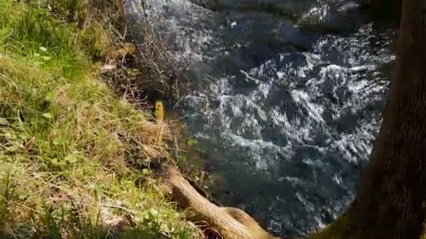 Inondazione del fiume selvaggio — Video Stock