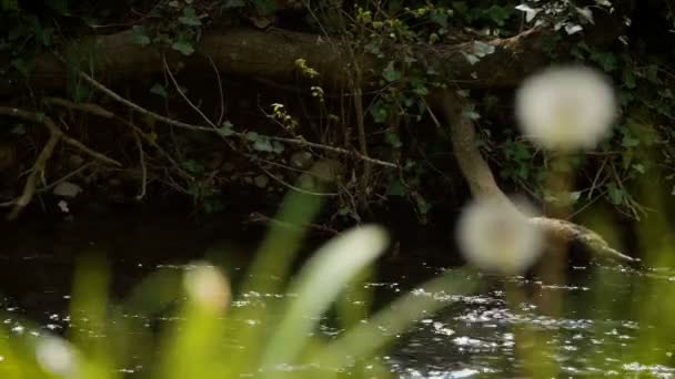 Fondo de primavera junto al río — Vídeo de stock