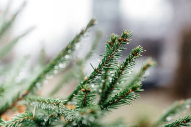 Yeşil kürk ağacı iğneleri. Sonbaharın başlangıcı. Bulanık arkaplan