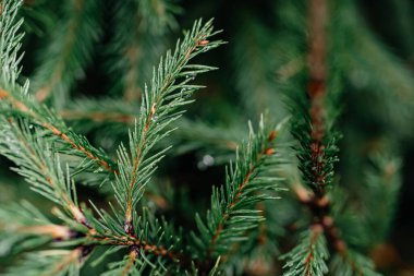Yeşil kürk ağacı iğneleri yakın plan. İğne üzerinde su damlaları
