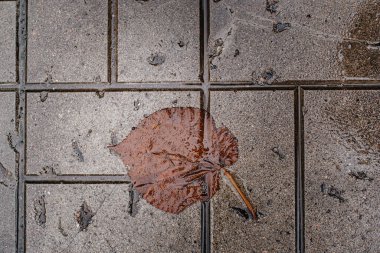 Islak kaldırımda düşmüş bir yaprak. Yukarıdan bak. Yukarıdan görüntüle
