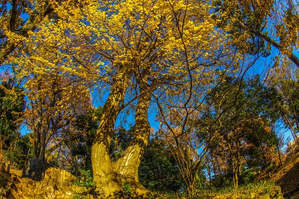 Herbstblätter Der Burgruine Setagaya — Stockfoto