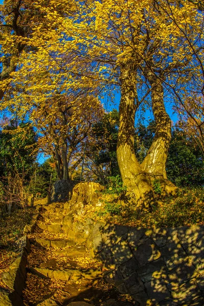 Setagaya Kalesi Nin Sonbahar Yaprakları — Stok fotoğraf