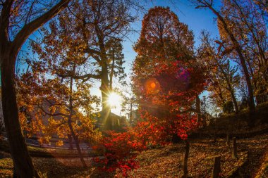Setagaya Kalesi 'nin sonbahar yaprakları