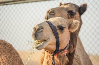 Arap çöl devesinden (Birleşik Arap Emirlikleri)