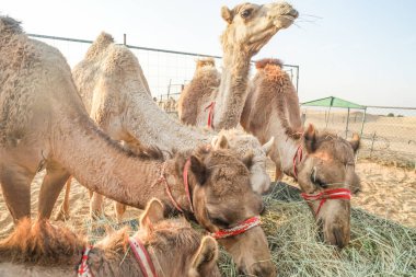 Of the Arabian desert camel (United Arab Emirates) clipart