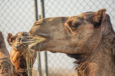 Of the Arabian desert camel (United Arab Emirates) clipart