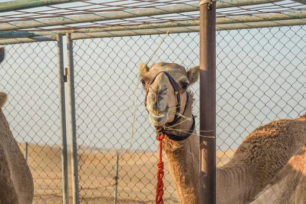 Del Camello Del Desierto Árabe Emiratos Árabes Unidos —  Fotos de Stock