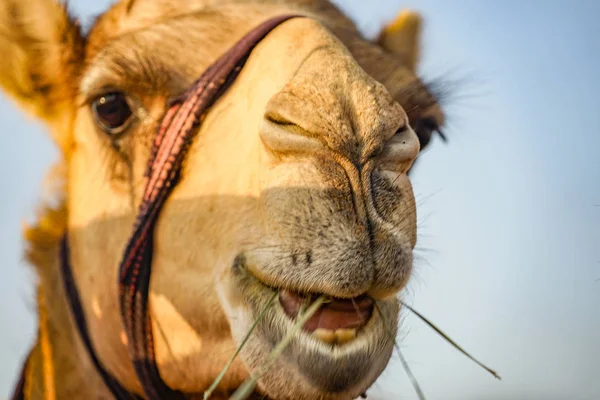 Del Camello Del Desierto Árabe Emiratos Árabes Unidos —  Fotos de Stock