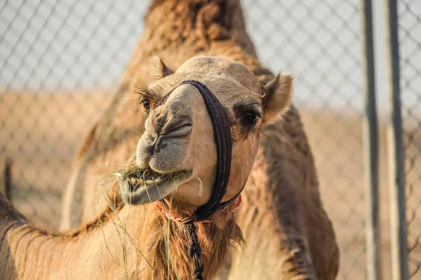 Del Camello Del Desierto Árabe Emiratos Árabes Unidos — Foto de Stock