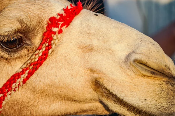 Del Camello Del Desierto Árabe Emiratos Árabes Unidos —  Fotos de Stock